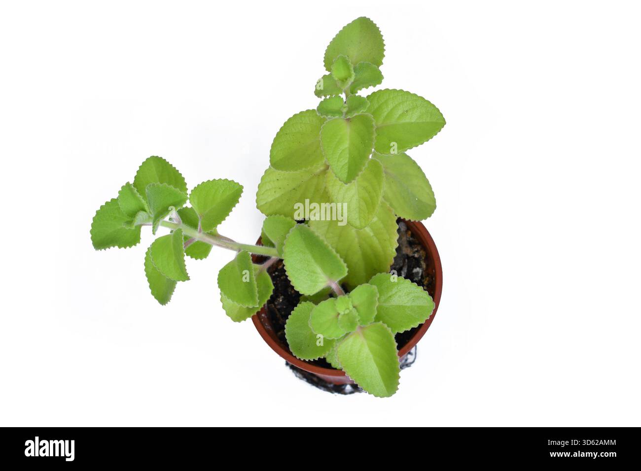 Kubanischer Oregano in einem braunen Topf. Pflanzliche "Plectranthus amboinicus"-Zimmerpflanze mit dicken grünen Blättern, die in der Küche und in der traditionellen Medizin verwendet wird Stockfoto