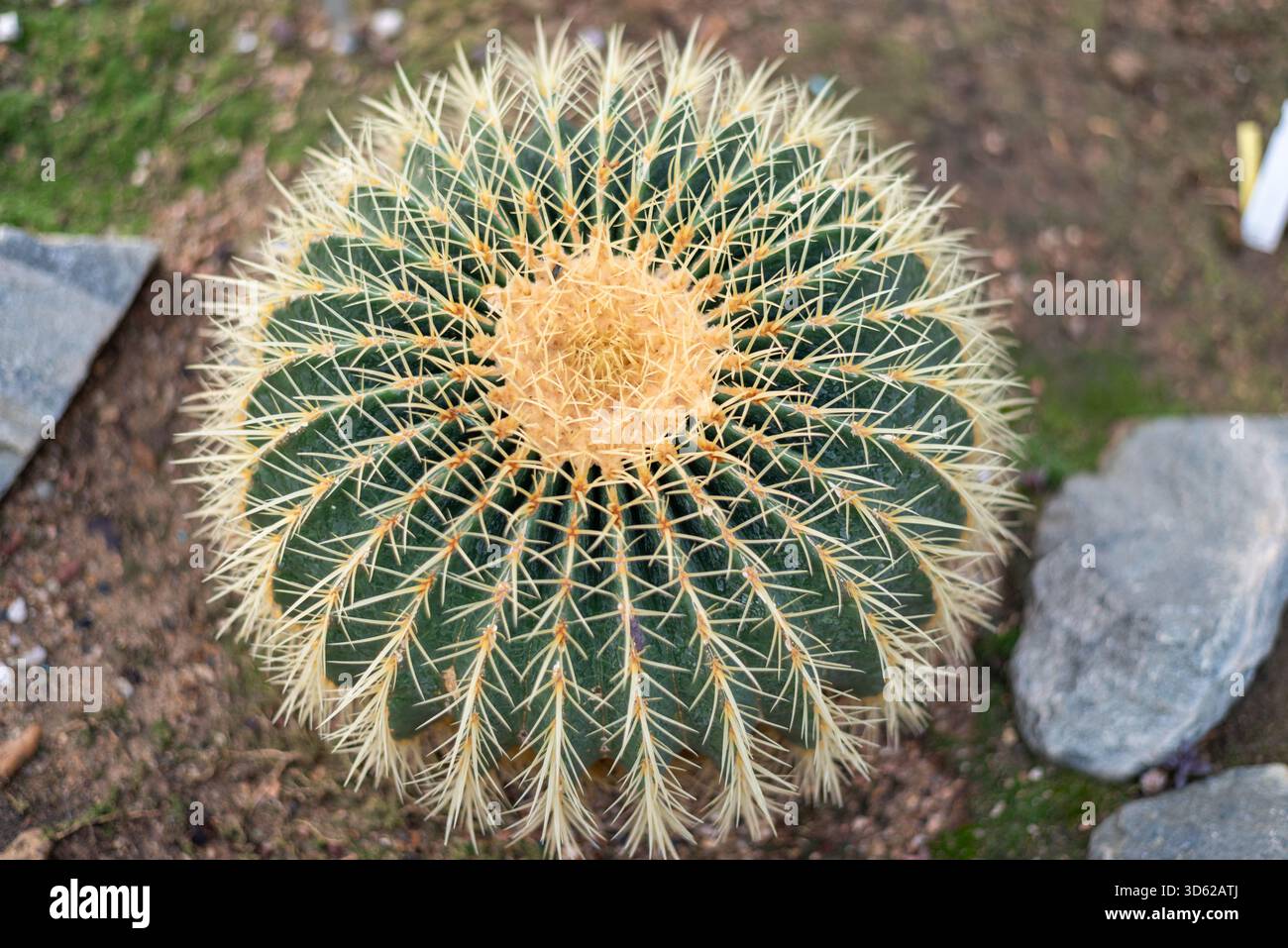 Kroenleinia grusonii, im Volksmund bekannt als der goldene Fasskaktus, goldene Kugel, „Kissen der Schwiegermutter“ oder „Stuhl der Schwiegermutter“ Stockfoto