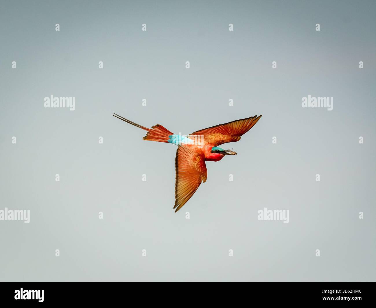 Rothohrige Bienenfresser sind, wie alle Bienenfresser, unglaublich schnell und nicht leicht zu fotografieren. Stockfoto
