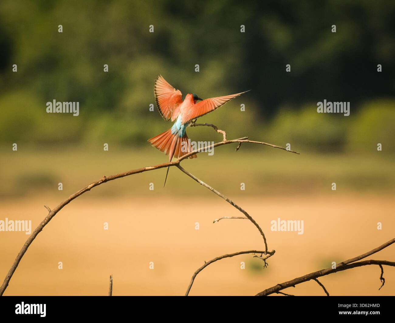 Rothohrige Bienenfresser sind, wie alle Bienenfresser, unglaublich schnell und nicht leicht zu fotografieren. Stockfoto