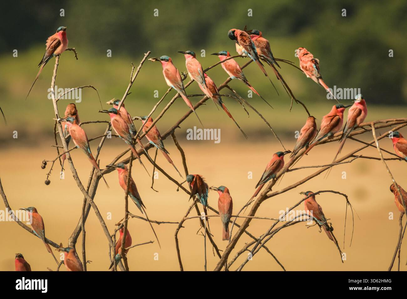 Rothohrige Bienenfresser sind, wie alle Bienenfresser, unglaublich schnell und nicht leicht zu fotografieren. Stockfoto