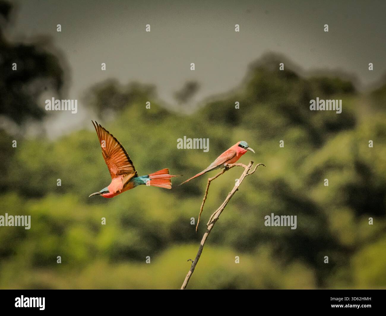 Rothohrige Bienenfresser sind, wie alle Bienenfresser, unglaublich schnell und nicht leicht zu fotografieren. Stockfoto