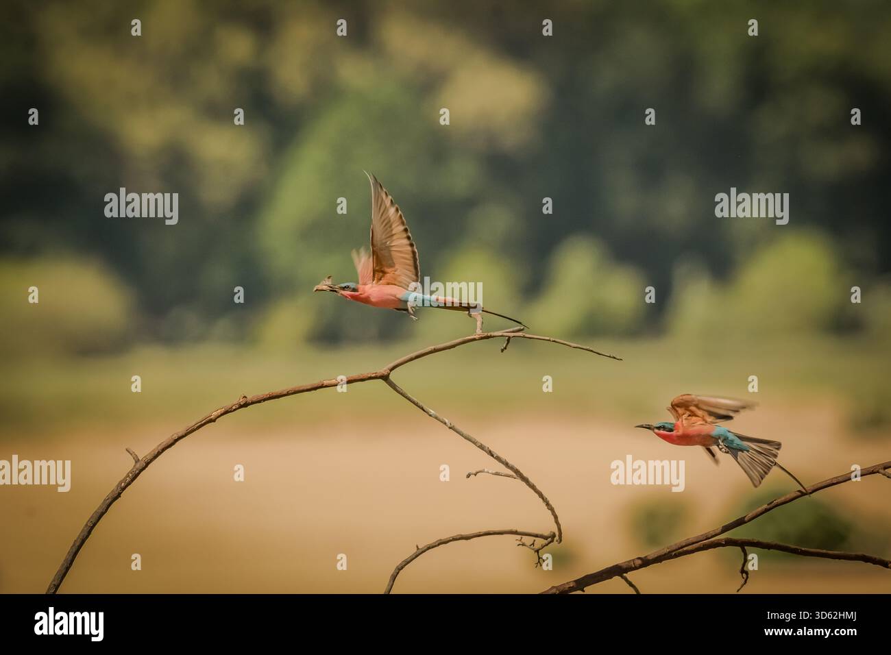 Rothohrige Bienenfresser sind, wie alle Bienenfresser, unglaublich schnell und nicht leicht zu fotografieren. Stockfoto