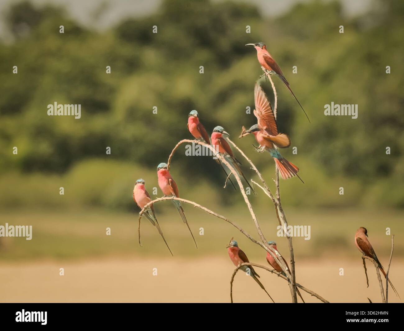 Rothohrige Bienenfresser sind, wie alle Bienenfresser, unglaublich schnell und nicht leicht zu fotografieren. Stockfoto