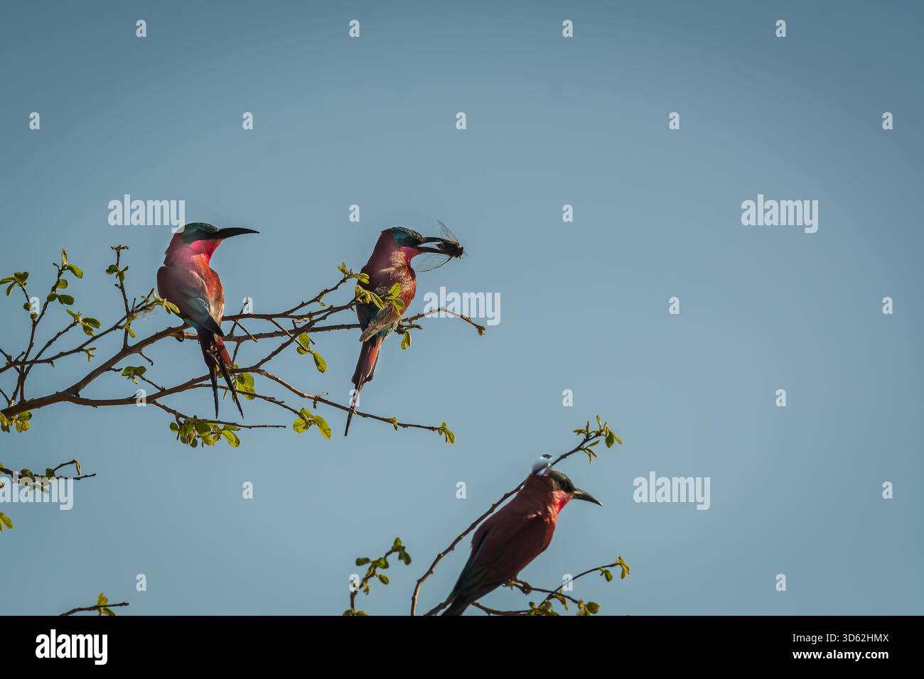 Rothohrige Bienenfresser sind, wie alle Bienenfresser, unglaublich schnell und nicht leicht zu fotografieren. Stockfoto