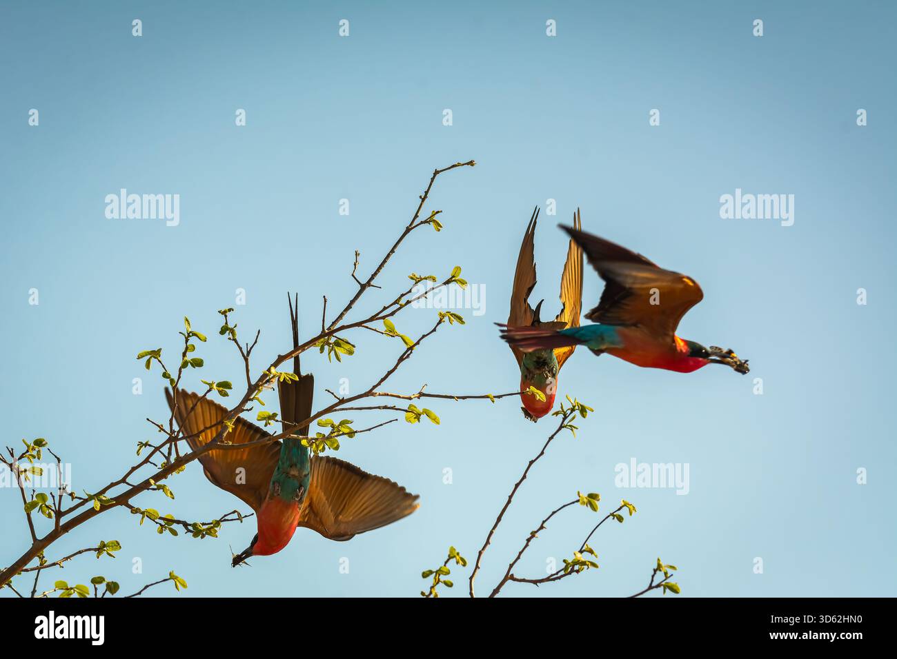Rothohrige Bienenfresser sind, wie alle Bienenfresser, unglaublich schnell und nicht leicht zu fotografieren. Stockfoto