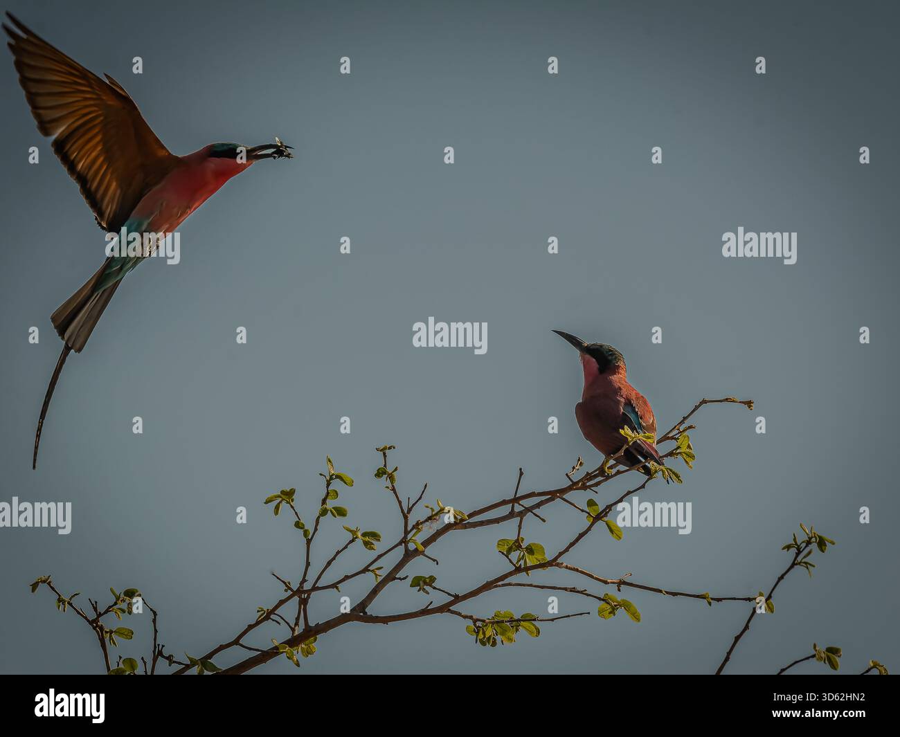 Rothohrige Bienenfresser sind, wie alle Bienenfresser, unglaublich schnell und nicht leicht zu fotografieren. Stockfoto