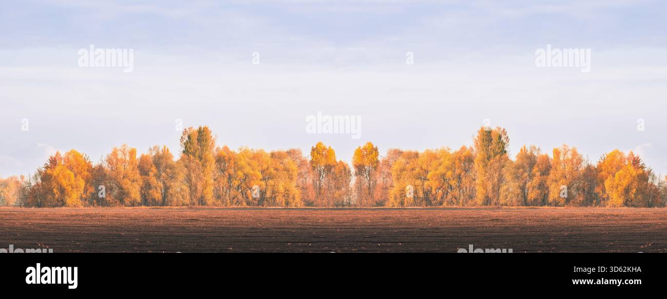 Breites horizontales Panoramafoto, das eine leuchtende goldene Herbstwaldlinie vor klarem Himmel zeigt, mit einem dunklen, bearbeiteten Feld im Vordergrund. Ideal für Hintergrund, Kopierraum und saisonale Anwendungen. Stockfoto