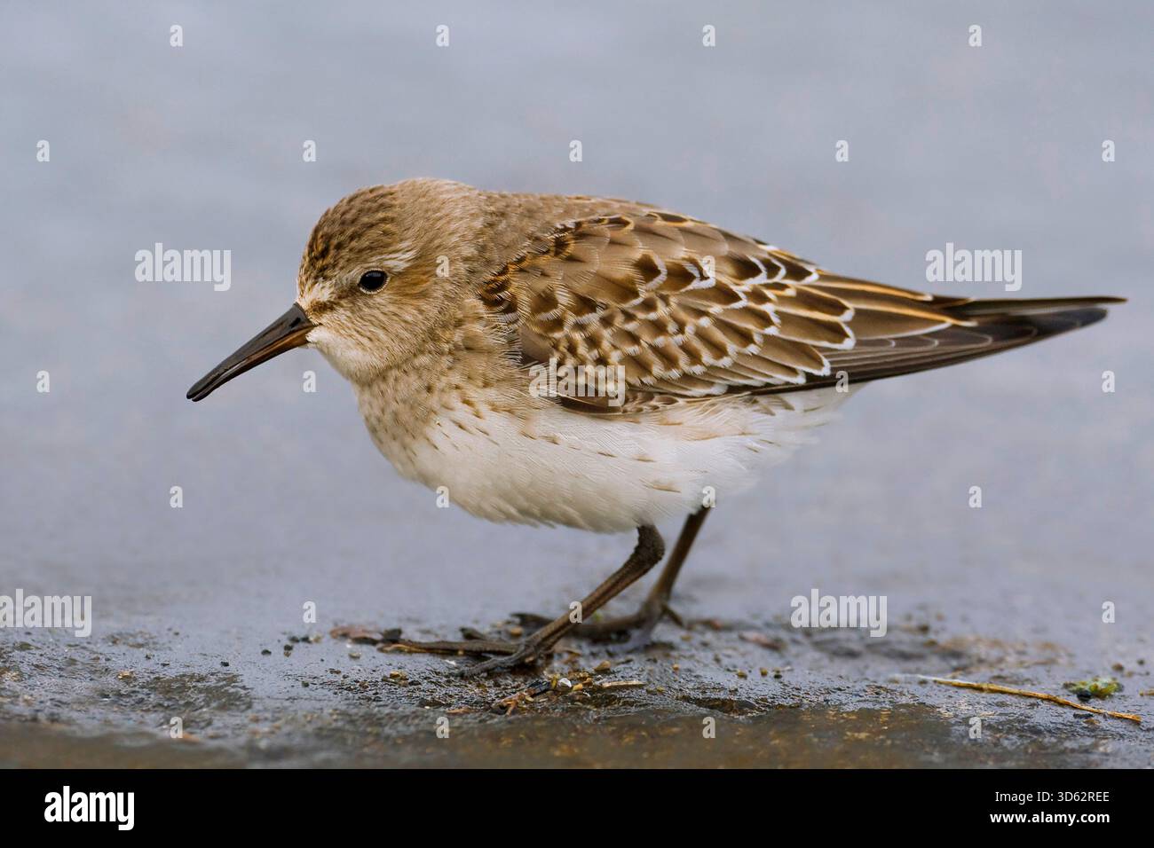 Sandpiper mit weißem Rücken, Sandpiper von Bonaparte (Calidris fuscicollis), Flachwasser, Azoren, Faial Stockfoto