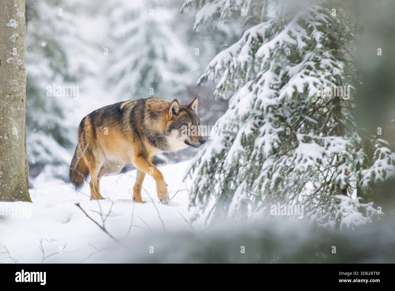 Europäischer Grauwolf (Canis Lupus Lupus), läuft durch den Winterwald, Deutschland, Bayern Stockfoto