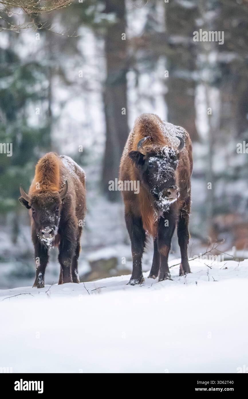 Europäischer Bison, Weissbier (Bison bonasus), zwei Weissbiere im Schnee, Deutschland, Bayern Stockfoto