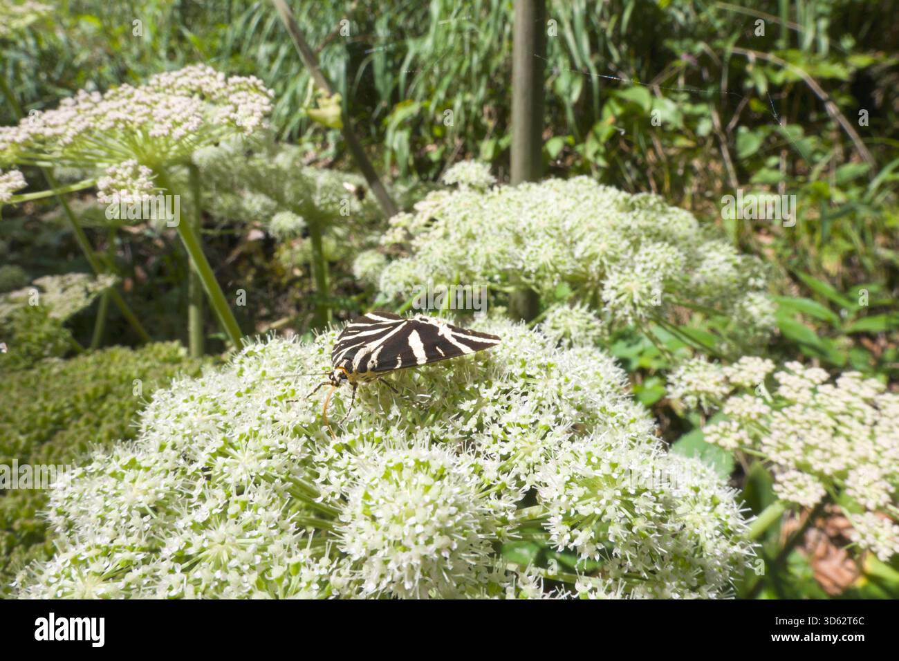 Jersey-Tiger, russischer Tiger (Euplagia quadripunctaria, Callimorpha quadripunctaria, Phalaena quadripunctaria, Panaxia quadripunctaria), sitzt auf einer Umbe Stockfoto