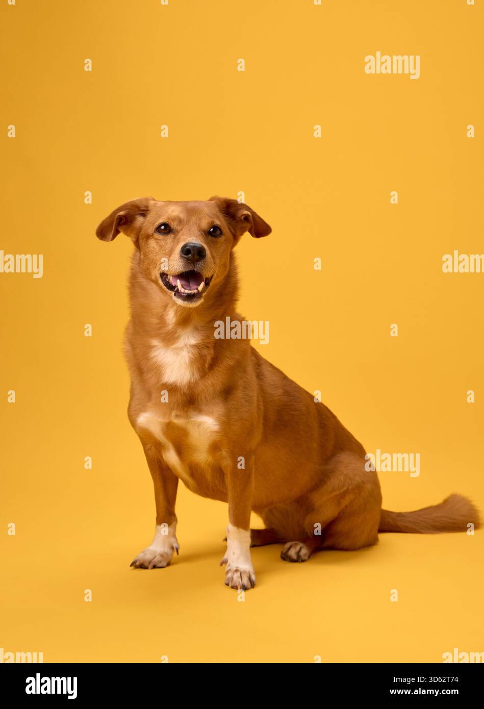 Der braune Hund blickt seitlich in entspannter Haltung. Der Rahmen ist warm beleuchtet und hat eine kräftige gelbe Farbe. Stockfoto