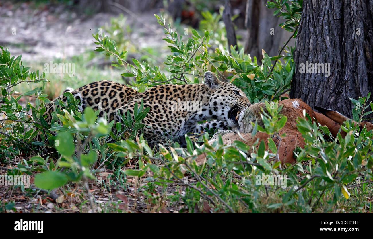 Weibliche Leoparde auf einem Mord Stockfoto