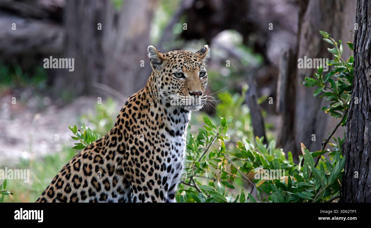 Weibliche Leoparde auf einem Mord Stockfoto