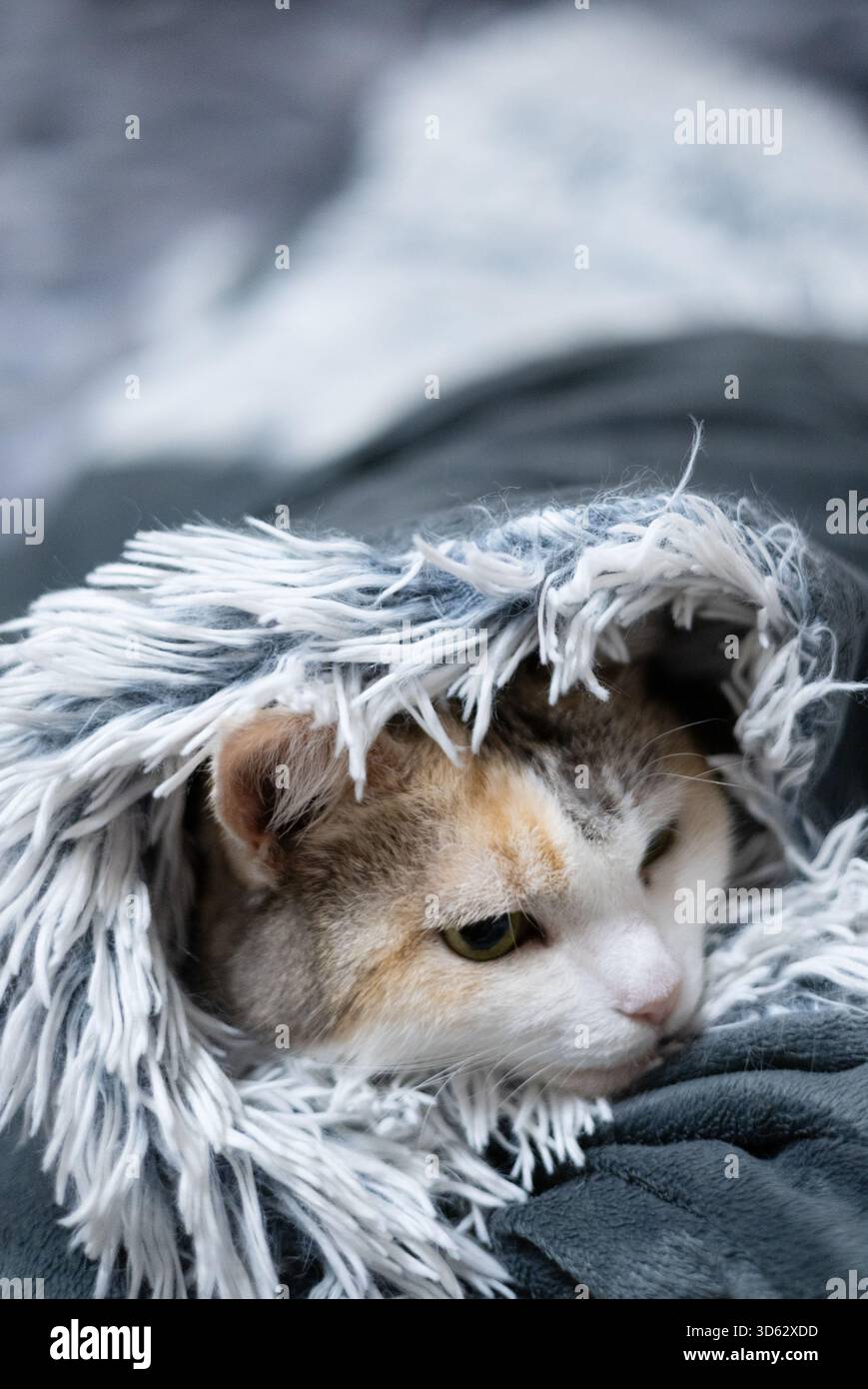 Eine niedliche Katze in eine Decke gewickelt Stockfoto