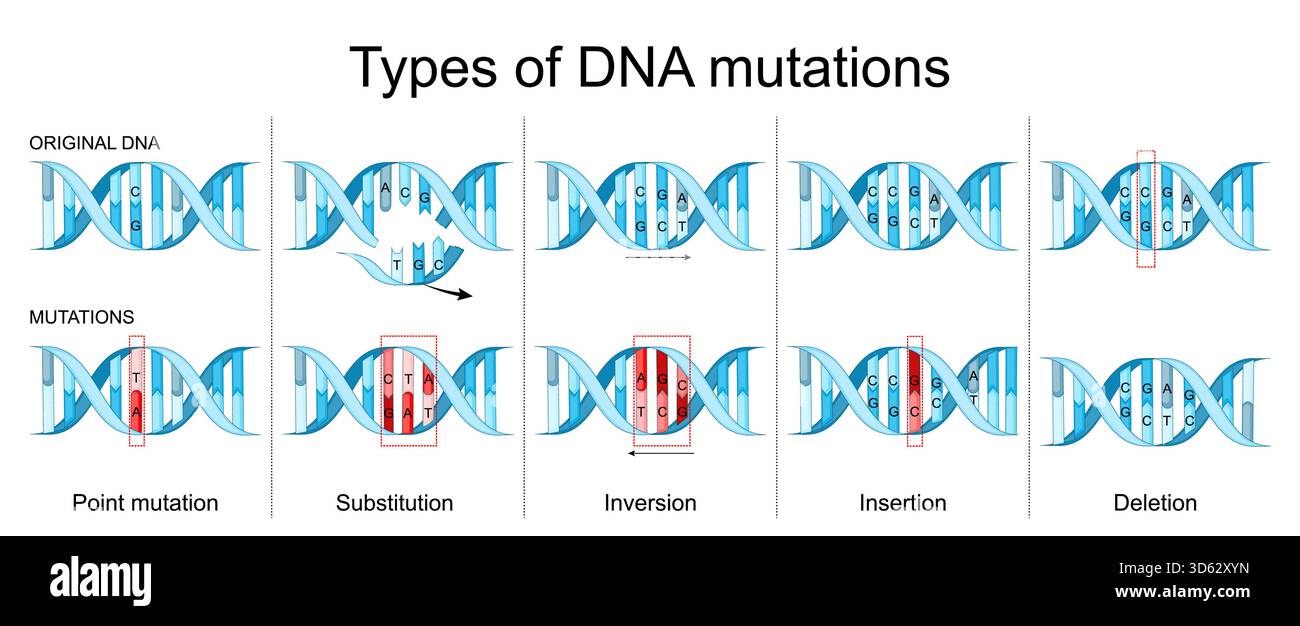 Arten von DNA-Mutationen. Vergleich von Original-DNA und DNA mit Mutationen. Löschen, Einfügen, Inversion, Substitution und Punktmutation Stock Vektor