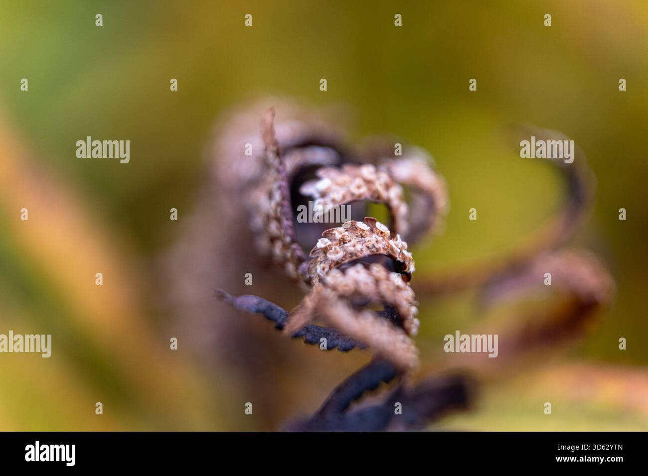 Farn im Herbstwald Stockfoto