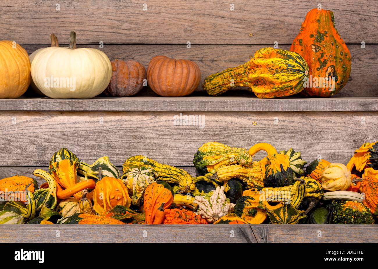 Verschiedene Herbstkürbisse und Kürbisse auf einem Holzregal mit Kopierraum Stockfoto