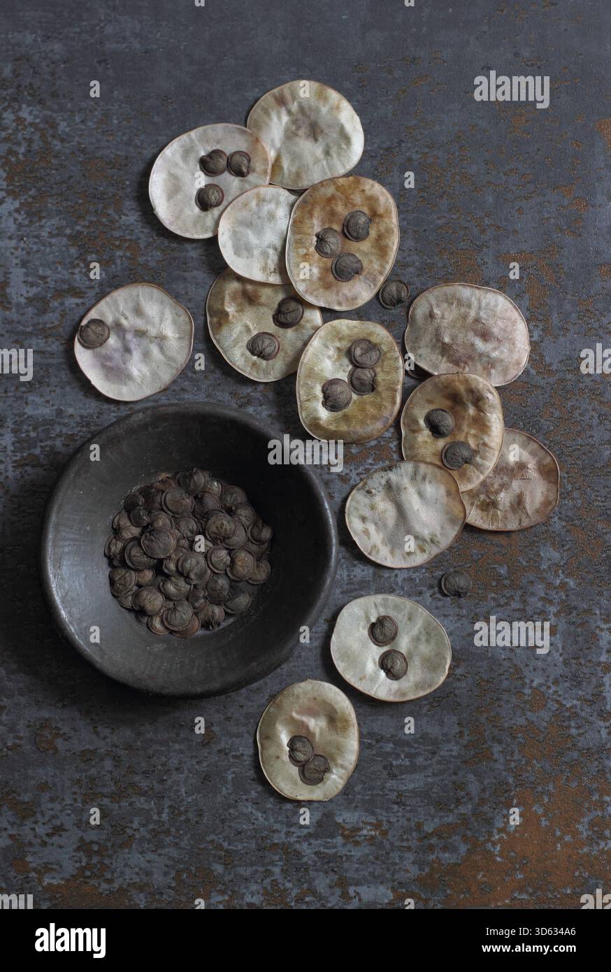 Ehrliche Samenkörner. Samen aus den silbrigen scheibenförmigen Samenkapseln der blühenden Pflanze Lunaria annua. Stockfoto