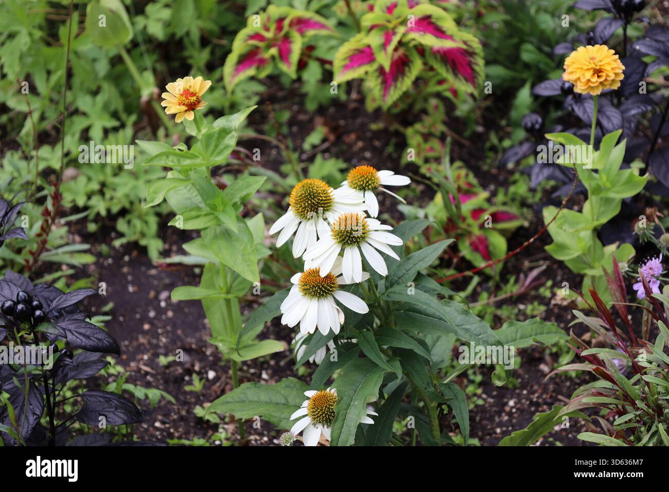 Blumenstrauß mit vielen langen, schlanken weißen Blüten und goldgelben Mittelpunkten über schmalen spitzen dunkelgrünen Blättern Stockfoto
