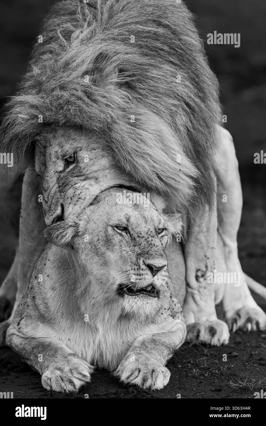 Diese Bilder sind Teil einer Sammlung von Porträts, Gähnen, Blicken, Brüllen und Bauern aus Afrika. Stockfoto