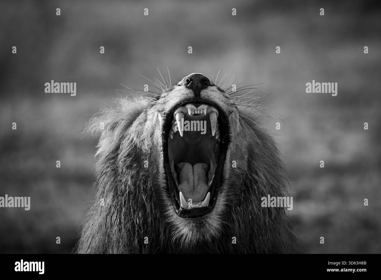 Diese Bilder sind Teil einer Sammlung von Porträts, Gähnen, Blicken, Brüllen und Bauern aus Afrika. Stockfoto