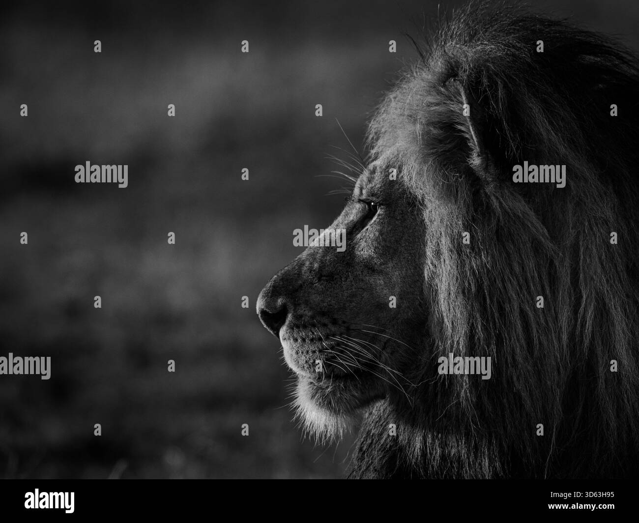 Diese Bilder sind Teil einer Sammlung von Porträts, Gähnen, Blicken, Brüllen und Bauern aus Afrika. Stockfoto