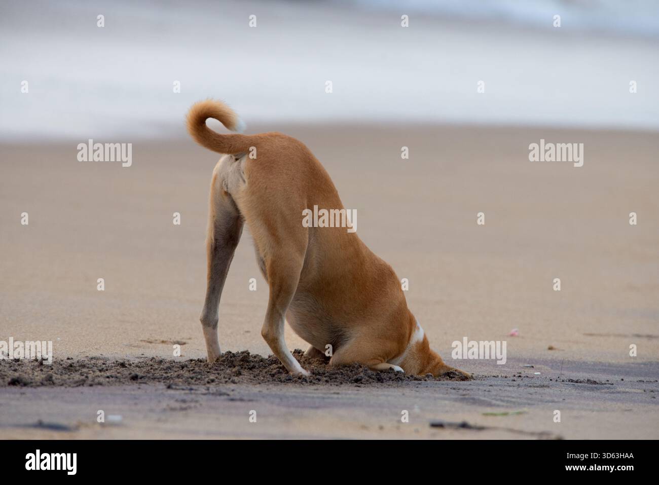 Ein hellbrauner und weißer Haushund gräbt energisch ein Loch an einem Sandstrand, mit vergrabenem Kopf und aufgerolltem Schwanz. Stockfoto
