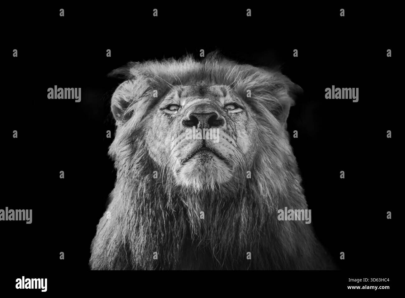 Diese Bilder sind Teil einer Sammlung von Porträts, Gähnen, Blicken, Brüllen und Bauern aus Afrika. Stockfoto