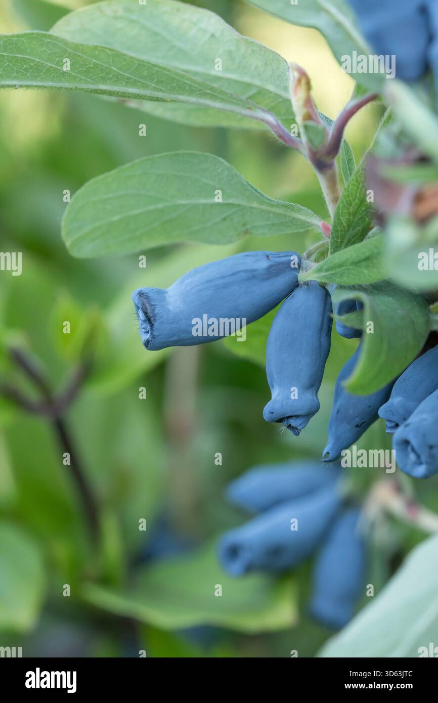 Blaue Honigbeere, Lonicera caerulea Morena Stockfoto