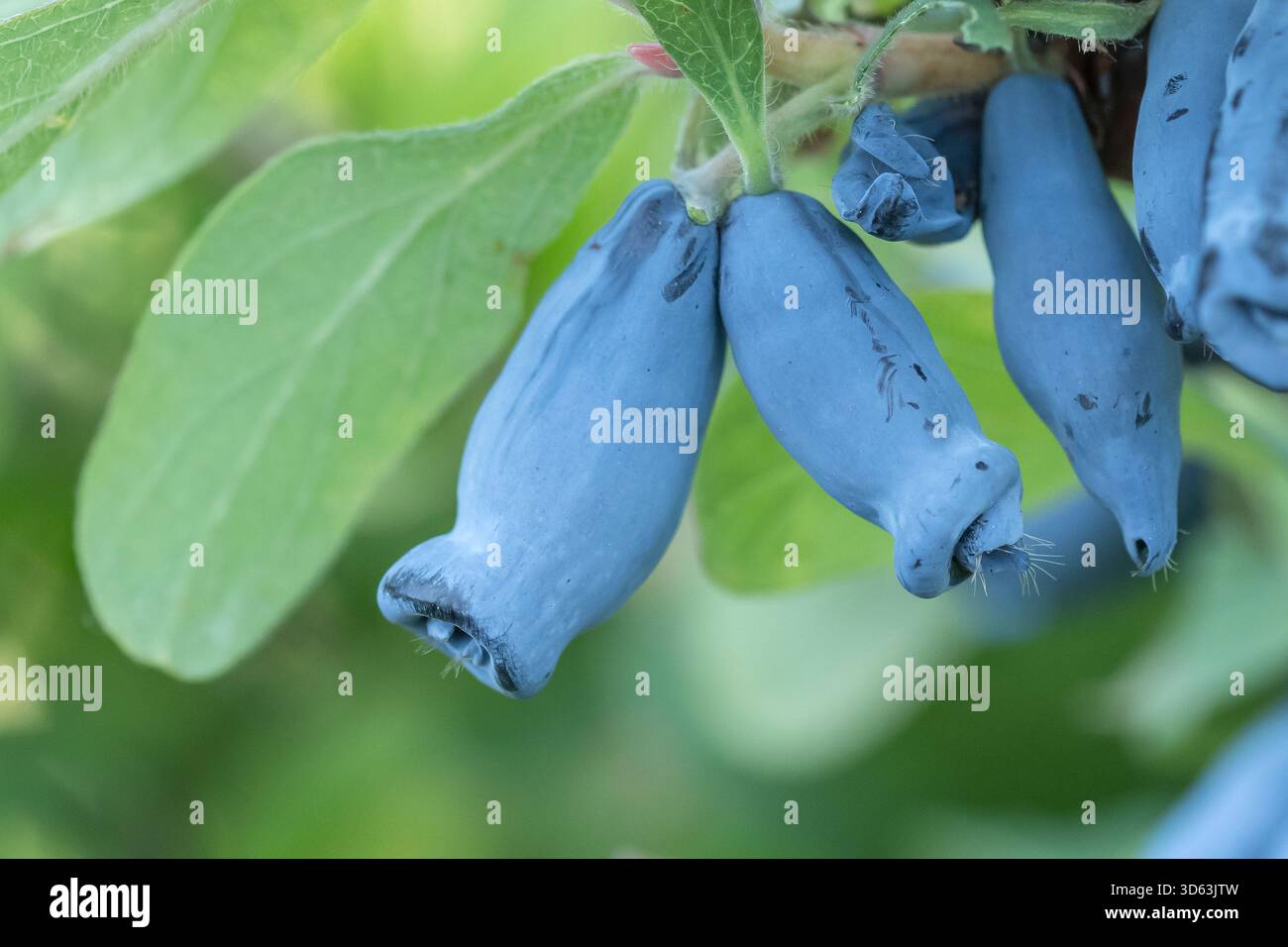 Blaue Honigbeere, Lonicera caerulea Morena Stockfoto