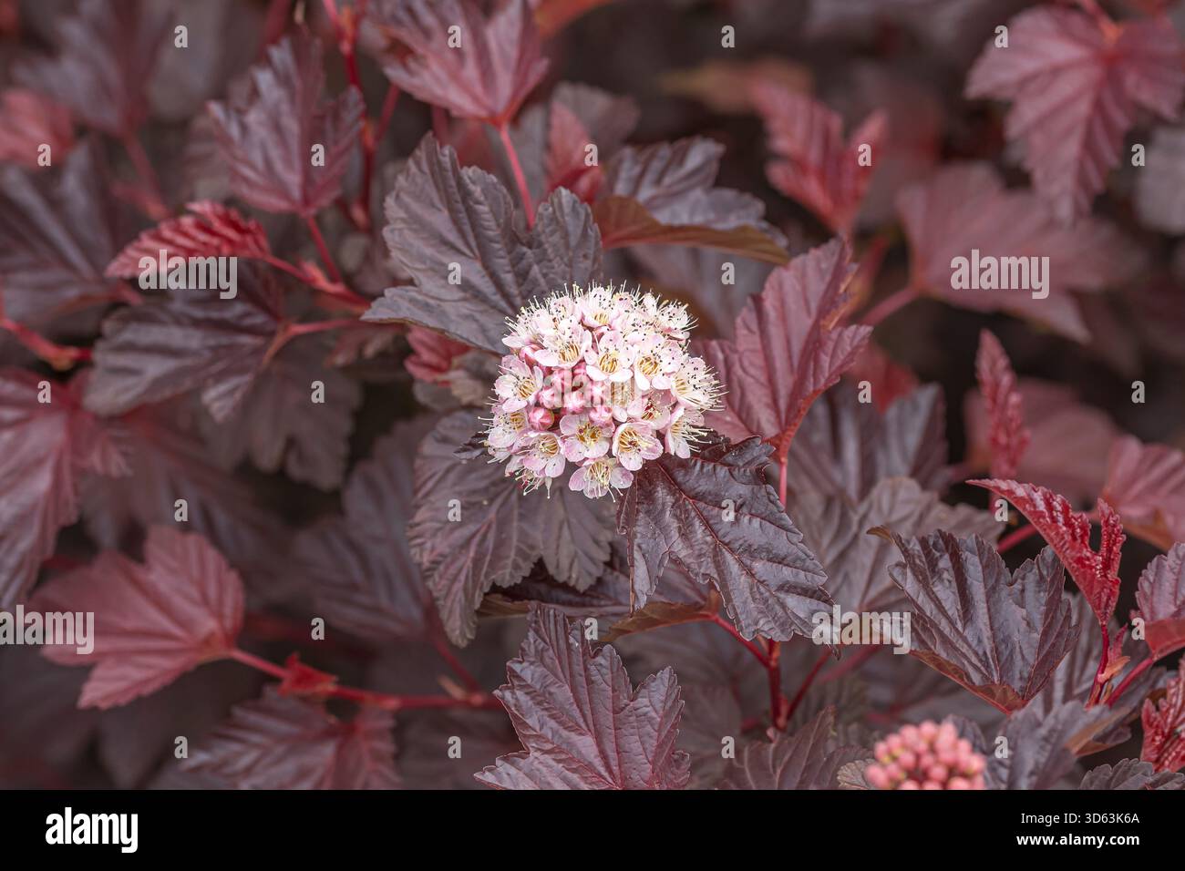 Rotblättrige Blasenspiere, Physocarpus opulifolius DAME IN ROT Stockfoto