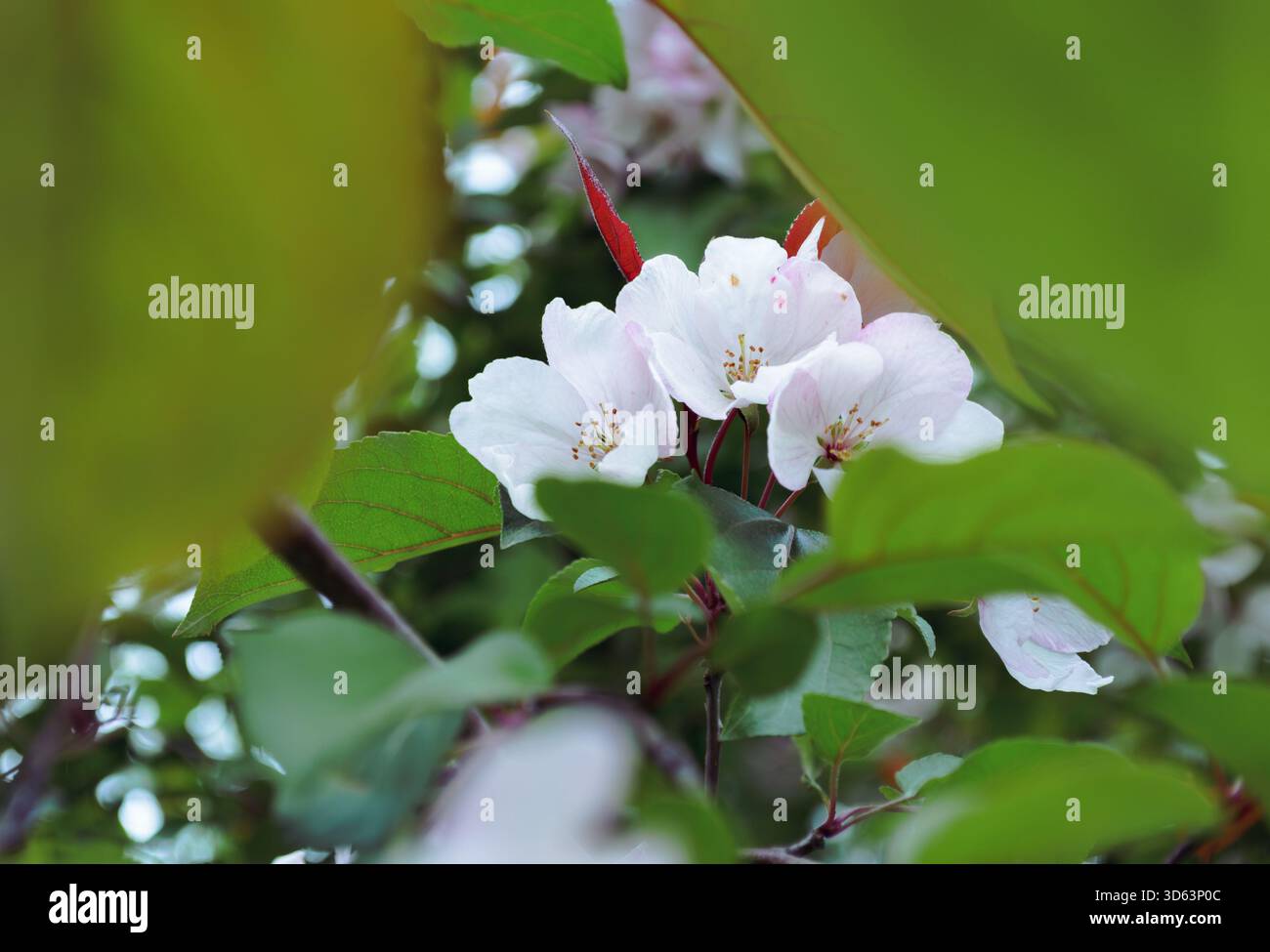 Zarte weiße Blumen, eingerahmt von grünen Blättern Stockfoto
