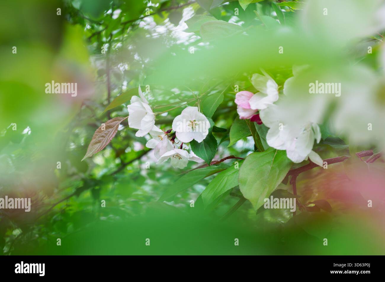 Zarte weiße Blumen, eingerahmt von grünen Blättern Stockfoto