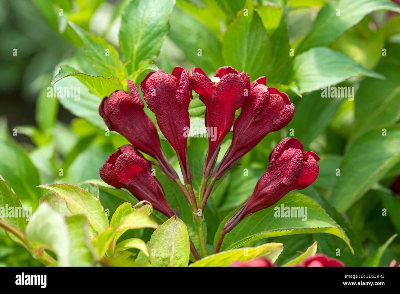 Weigelie, Weigela KIRSCHLIEBE Stockfoto