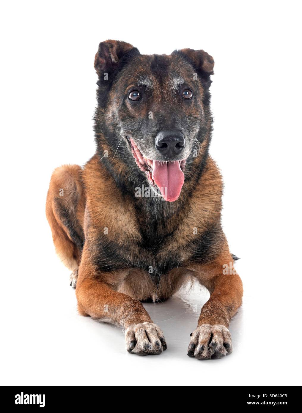 Belgischer Schäferhund vor weißem Hintergrund Stockfoto