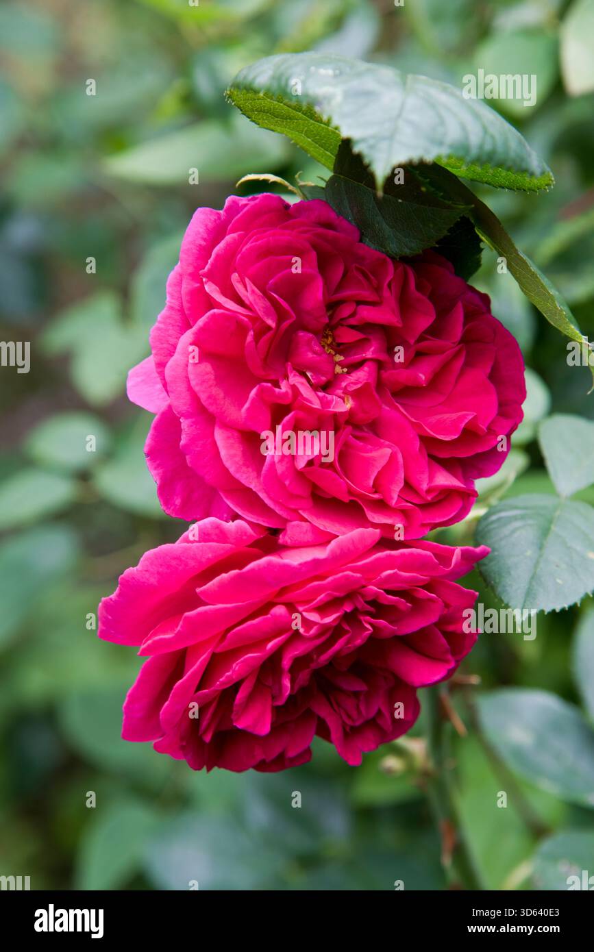 Rose wenlock Stockfoto