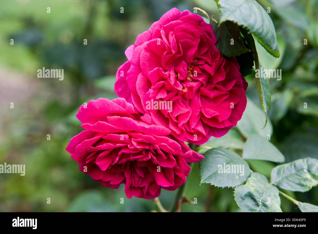 Rose wenlock Stockfoto