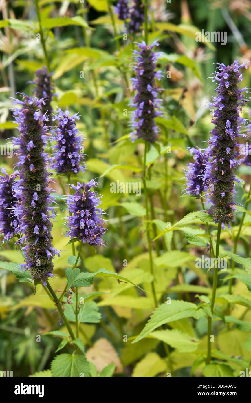 agastache-schwarze Harnblase Stockfoto