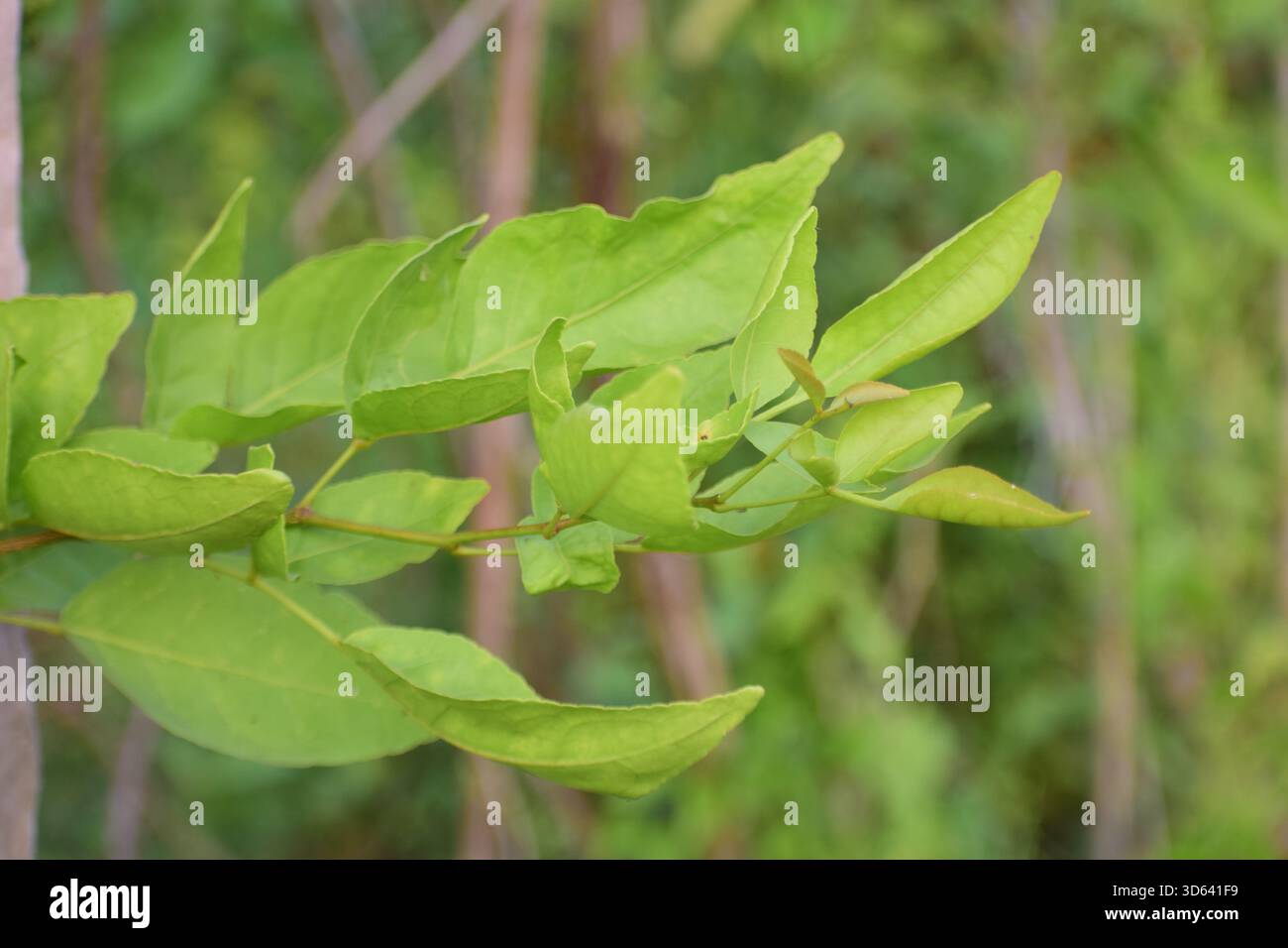 Holz-Apfelblatt - natürliches grünes Laub vom Bael-Baum mit medizinischem und kulturellem Wert Stockfoto