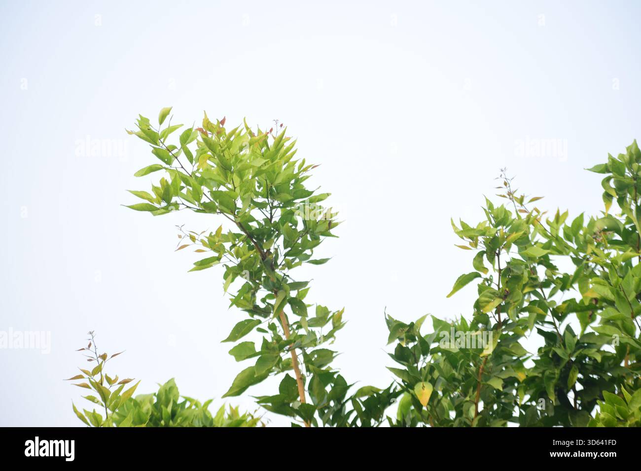 Holz-Apfelblatt - natürliches grünes Laub vom Bael-Baum mit medizinischem und kulturellem Wert Stockfoto
