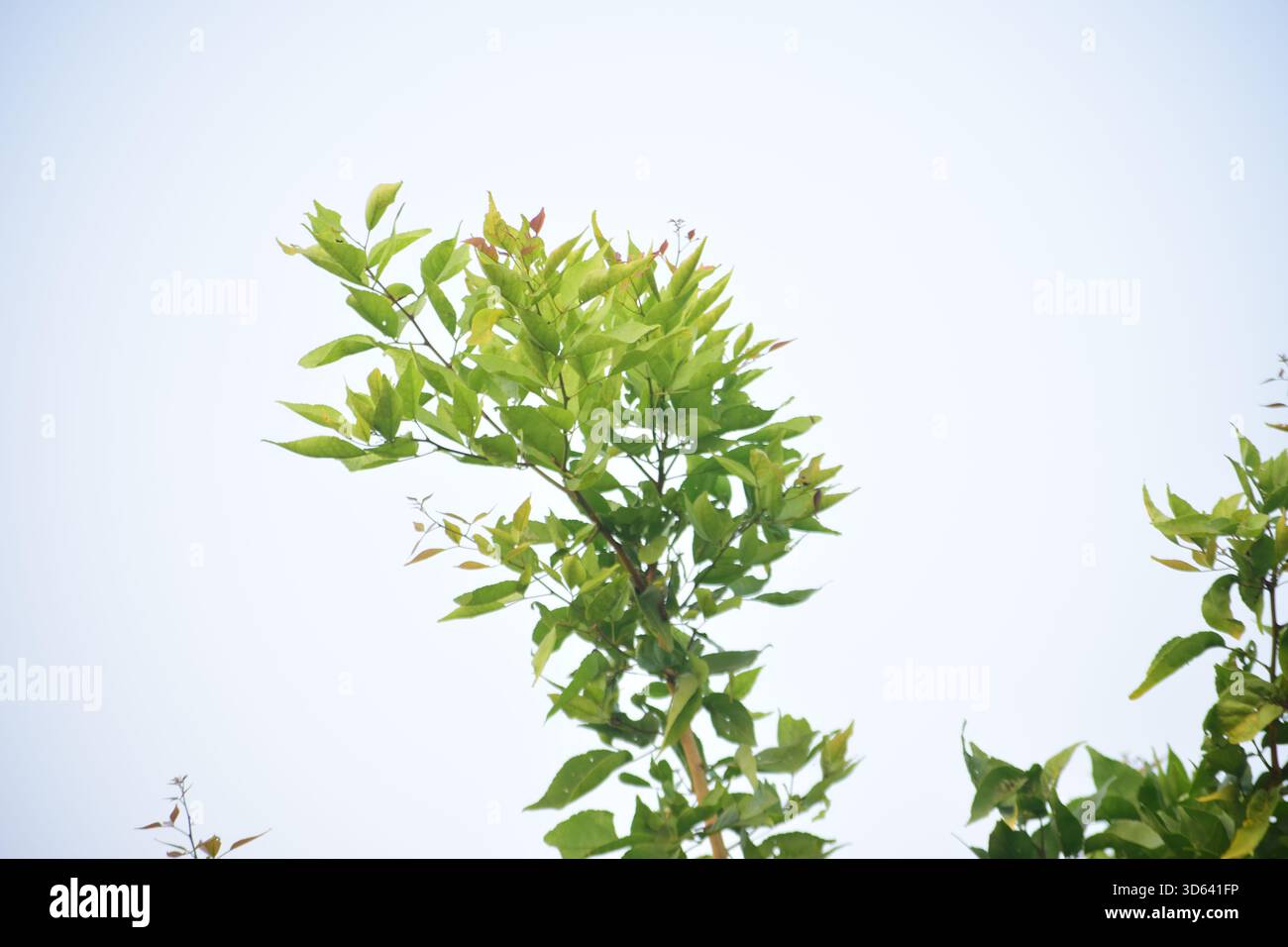 Holz-Apfelblatt - natürliches grünes Laub vom Bael-Baum mit medizinischem und kulturellem Wert Stockfoto