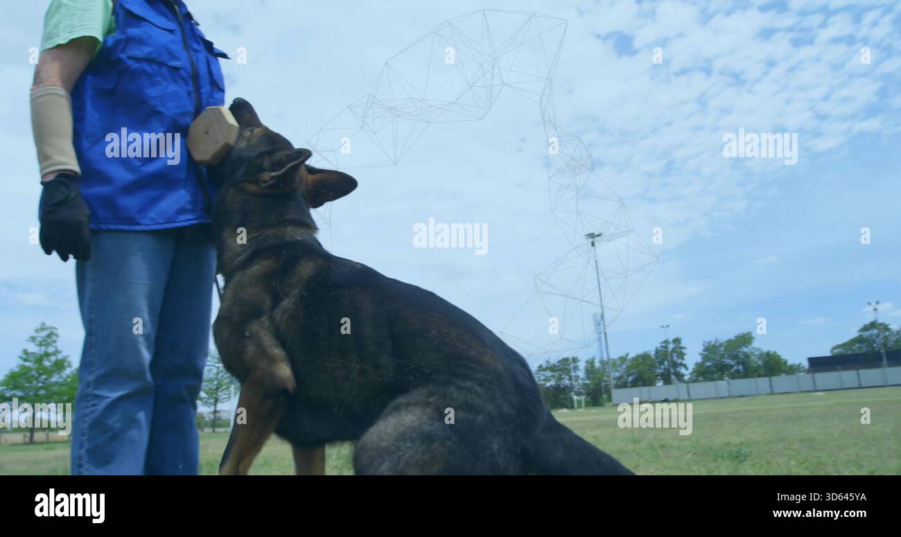 Beißender großer, dunkler Hund springt, klemmt die Bissmuffe auf dem Grasfeld mit blauer Weste Stockfoto