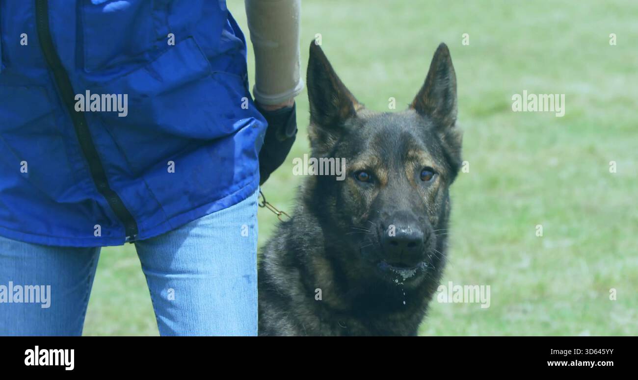 Einfachhandschuh mit blauer Weste, leichte Jeans, die kurze Leine hält, als Hund, der auf dem Feld wartet Stockfoto