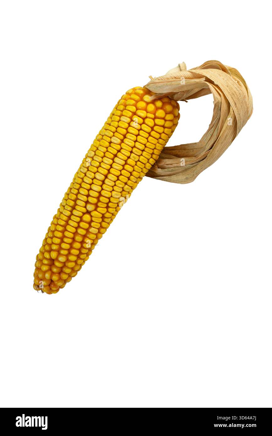 Maiskolben als Ethanolgaspumpe auf weißem Hintergrund. Biodiesel-Konzept für Biokraftstoffe und Mais. Minimalismus. Stockfoto