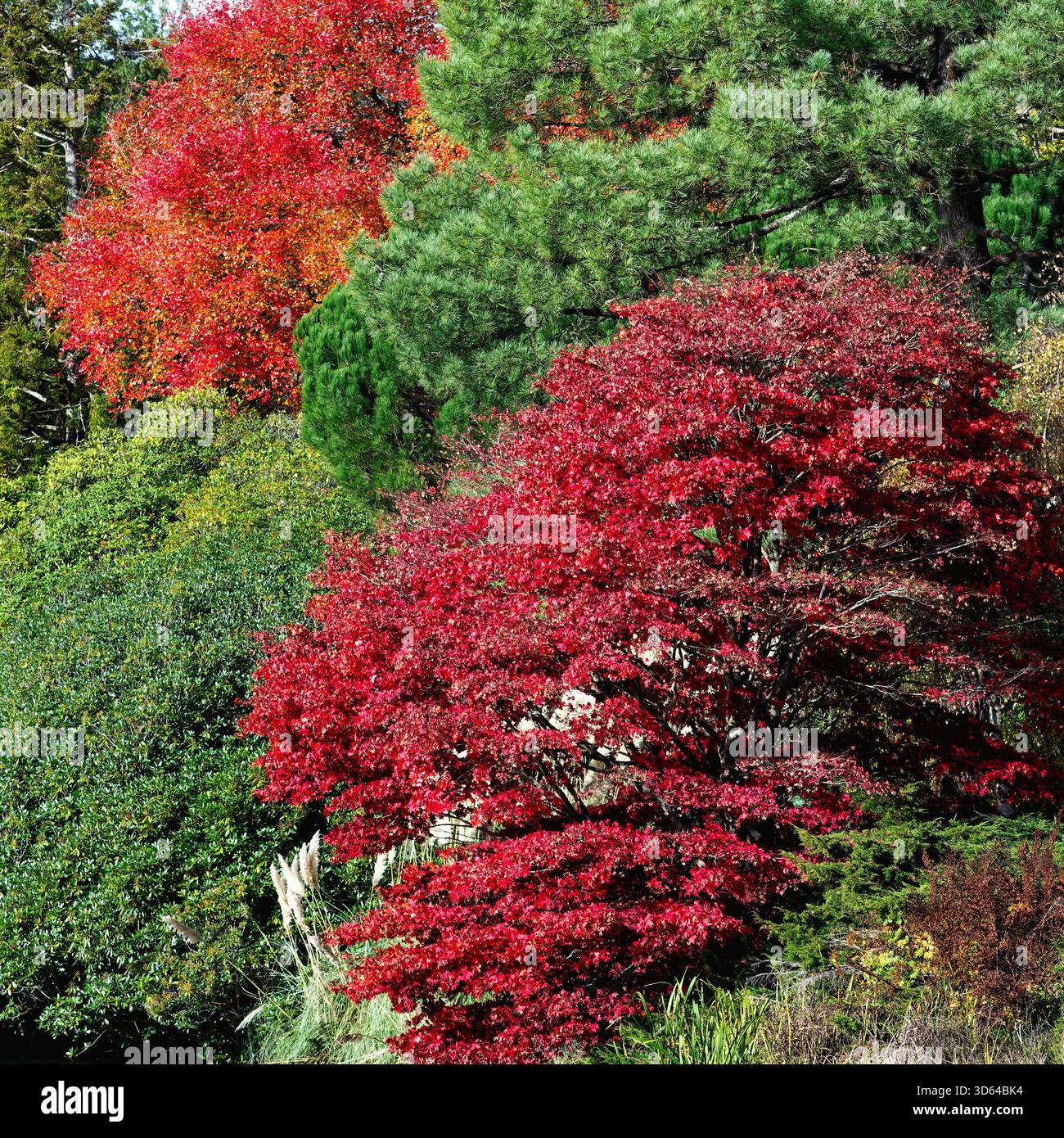 Laub von Bäumen und Sträuchern in verschiedenen Stufen herbstlicher Farben, die Texturen und Muster auf dem britischen Land bilden Stockfoto