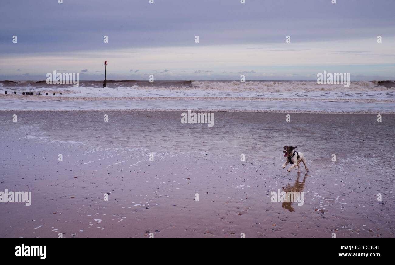 Springer Spaniel sprang am Strand herum Stockfoto