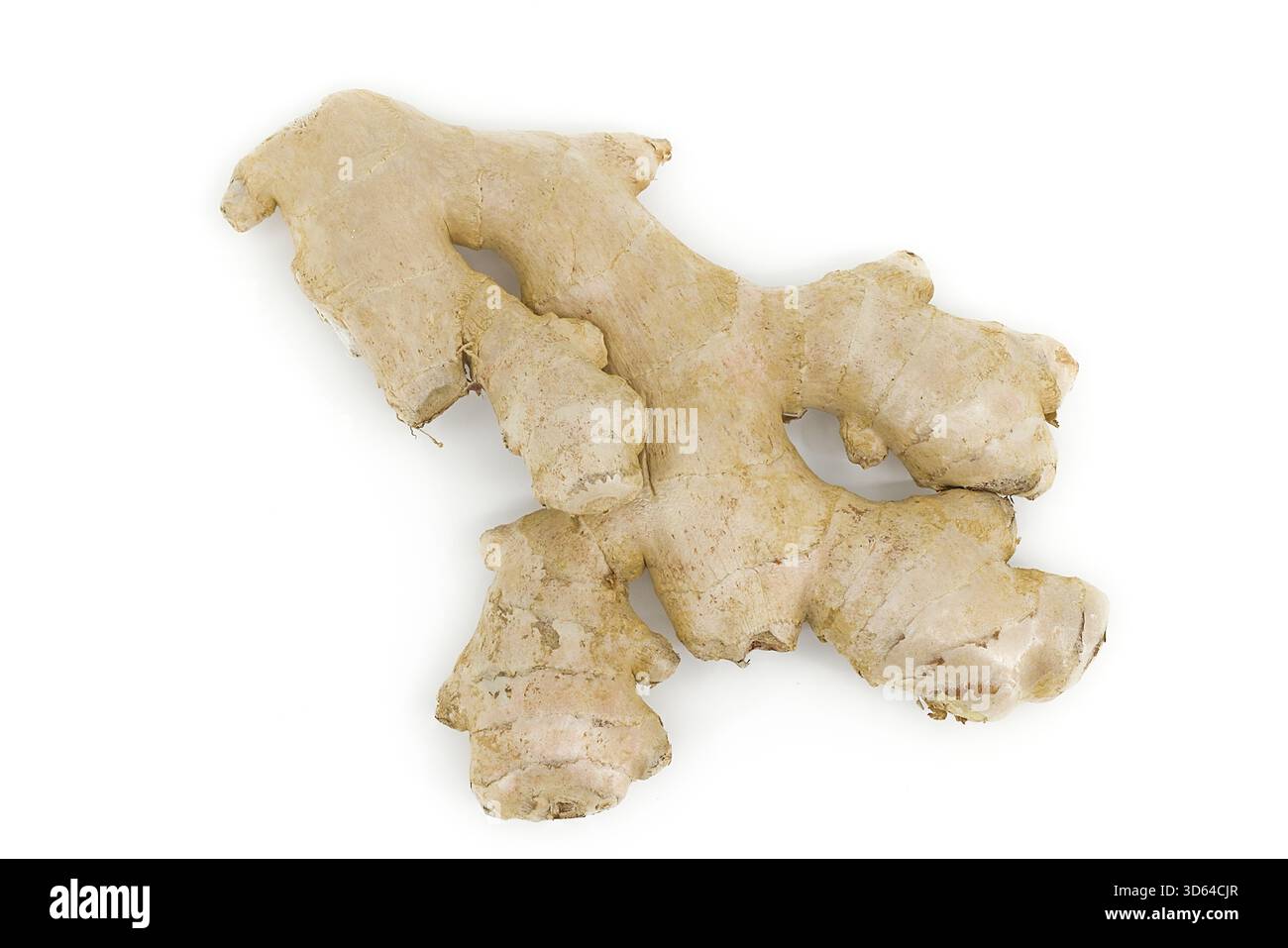 Frische Ingwerwurzel auf weiß mit organischer Struktur und komplizierten Falten. Stockfoto