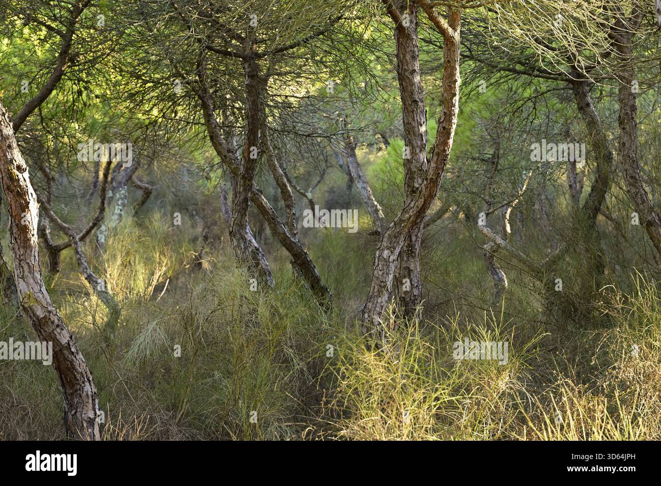 Pinien (Pinus pinea) und spanischer Ginster (Spartium junceum), Mata Nacional Dunes Forest, Vila Real de Santo Antonio Algarve Portugal. Stockfoto
